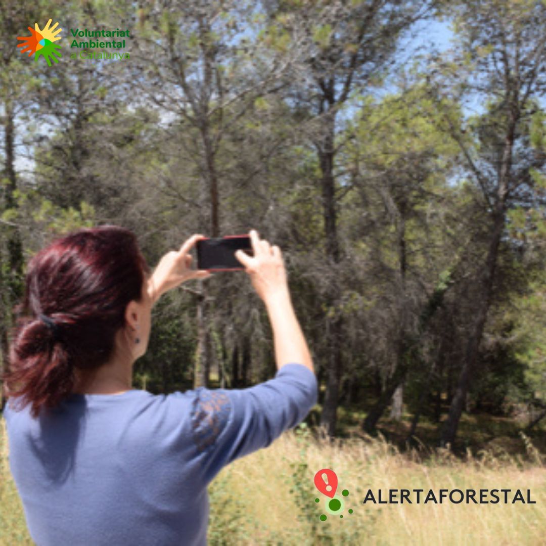 VolAmbiental's tweet photo. 🦋🌿🐞🌸🪲Feliç entre les plantes...i bitxos? Aquest estiu, mentre gaudeixes d'estades, passejades o excursions a la natura, uneix-te a projectes de voluntariat observant les plantes i bitxos que tant t'agraden!

🌿Troba les crides al portal https://t.co/4IsJQA4aTX https://t.co/NFSoPuZj1s