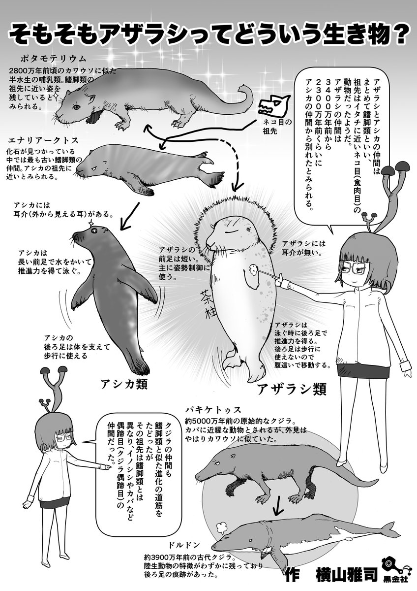 あざらし幼稚園が話題なので、そもそもアザラシとはなんぞや、という話。
#クック先生の動物講座 #あざらし幼稚園 #茶柱 #あざらし 