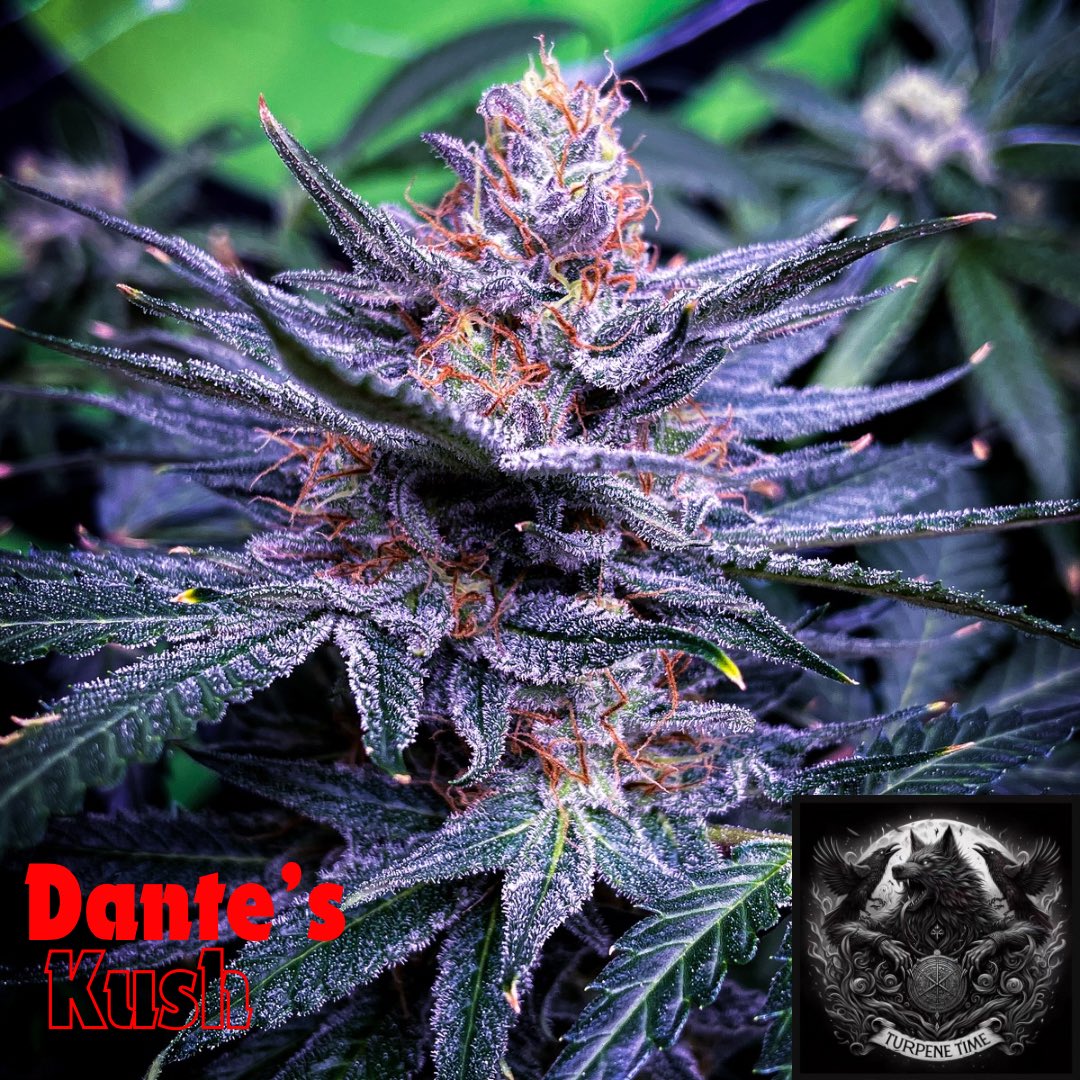 Week 7 
She’s a great strain for washing or squishing 🍯