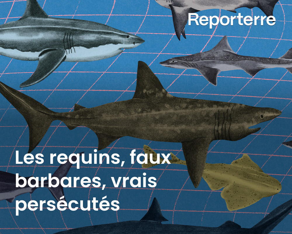 Perçus comme des prédateurs sanguinaires, les requins font en réalité partie des espèces les plus menacées de l’océan.

La pêche a conduit leurs populations au bord de l’effondrement.

Lire l'article ➡️ l.reporterre.net/Hb