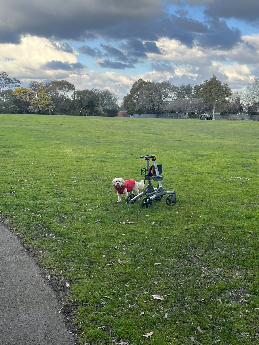 egee1's tweet photo. Physio aidless laps of my local park post #lecturing @swinburne #occupationaltherapy #students on home modifications #emmagee #home #adaptations #health #ot #livedexperience https://t.co/QuSsWXKcpM