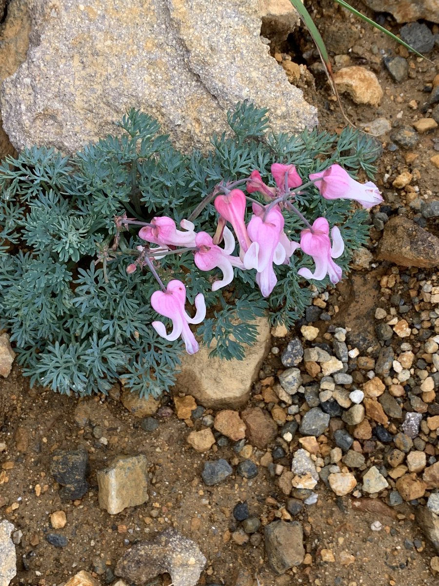 初めての根石岳山荘泊。雷雨☂️⚡️の前に小屋に着けて良かったです。お風呂も気持ち良かった。夕食のカツ煮、照り焼き、名物のプリン🍮も美味しかったです😊明日のご来光に期待！
#根石岳山荘