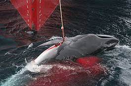 FawnFallowheart's tweet image. #Japan Hunting &amp;amp; Harpooning #FinWhales while they&apos;ve had #PaulWatson arrested so he couldn&apos;t sail out to intercept them 🤬These Great Whales are protected in 88 Countries. A harpooned whale can take up to 2 HOURS to die. Tell me which image do you prefer??  #FreePaulWatson