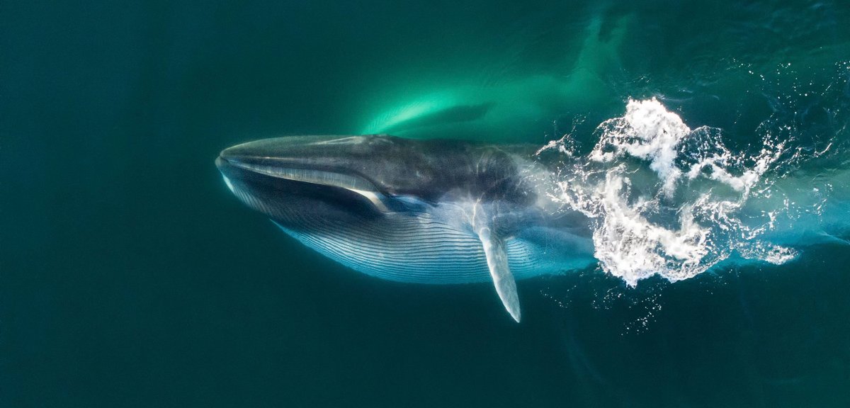 FawnFallowheart's tweet image. #Japan Hunting &amp;amp; Harpooning #FinWhales while they&apos;ve had #PaulWatson arrested so he couldn&apos;t sail out to intercept them 🤬These Great Whales are protected in 88 Countries. A harpooned whale can take up to 2 HOURS to die. Tell me which image do you prefer??  #FreePaulWatson