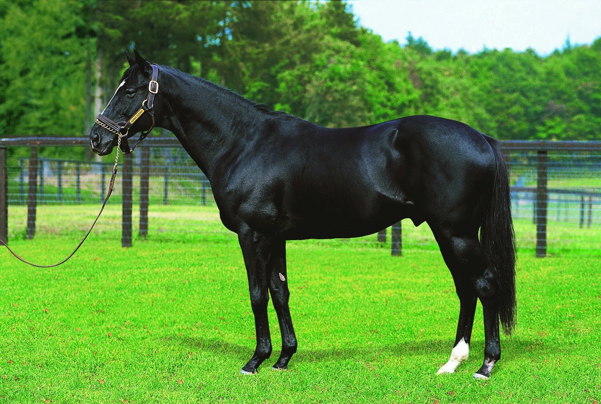 NakayamaFesuta1's tweet image. for continuation of the Nearco sireline through Royal Charger instead of Nasrullah we also have right hind leg sock for 4 generations!
1. Sunday Silence
2. Black Tide
3. Kitasan Black
4. Equinox