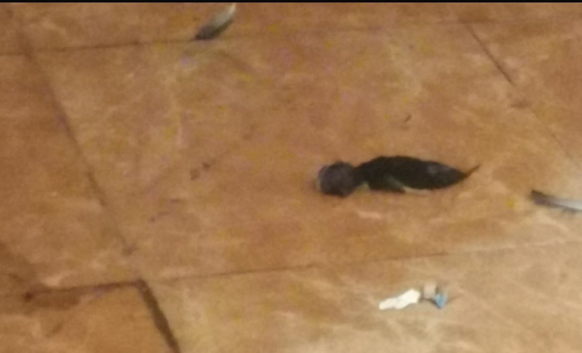 نورا tweet media