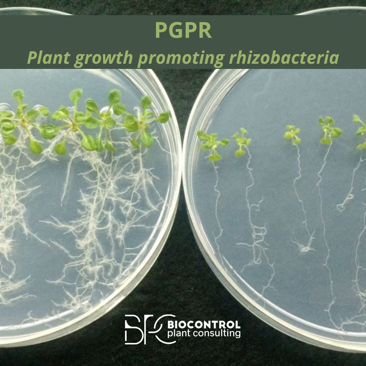 Las #rizobacterias promotoras del crecimiento vegetal (PGPR) como Pseudomonas fluorescens y Pseudomonas putida destacan por su tolerancia térmica, adaptación a diversos suelos y capacidad para colonizar raíces y degradar compuestos del suelo. 
ℹ️ info@biocontrolplant.com
