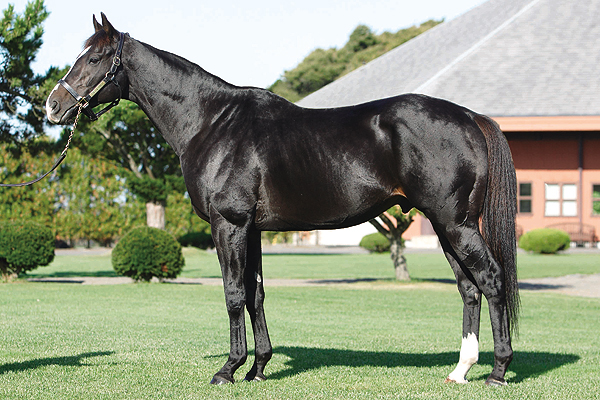 NakayamaFesuta1's tweet image. for continuation of the Nearco sireline through Royal Charger instead of Nasrullah we also have right hind leg sock for 4 generations!
1. Sunday Silence
2. Black Tide
3. Kitasan Black
4. Equinox