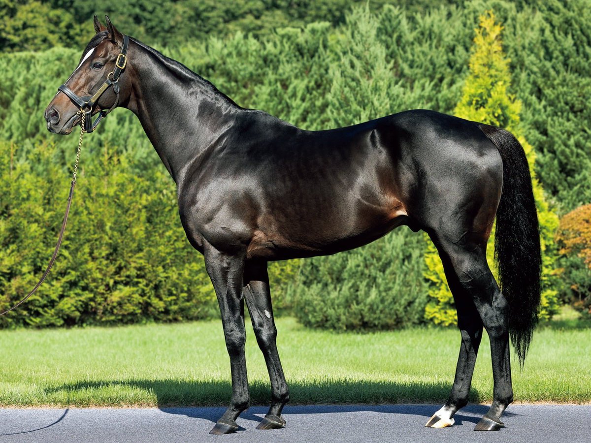 NakayamaFesuta1's tweet image. for continuation of the Nearco sireline through Royal Charger instead of Nasrullah we also have right hind leg sock for 4 generations!
1. Sunday Silence
2. Black Tide
3. Kitasan Black
4. Equinox