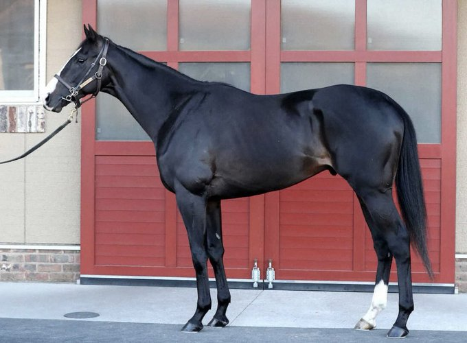 NakayamaFesuta1's tweet image. for continuation of the Nearco sireline through Royal Charger instead of Nasrullah we also have right hind leg sock for 4 generations!
1. Sunday Silence
2. Black Tide
3. Kitasan Black
4. Equinox