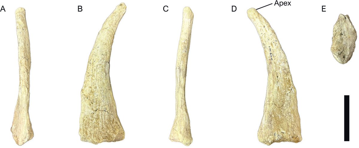 Darío Estraviz López tweet media