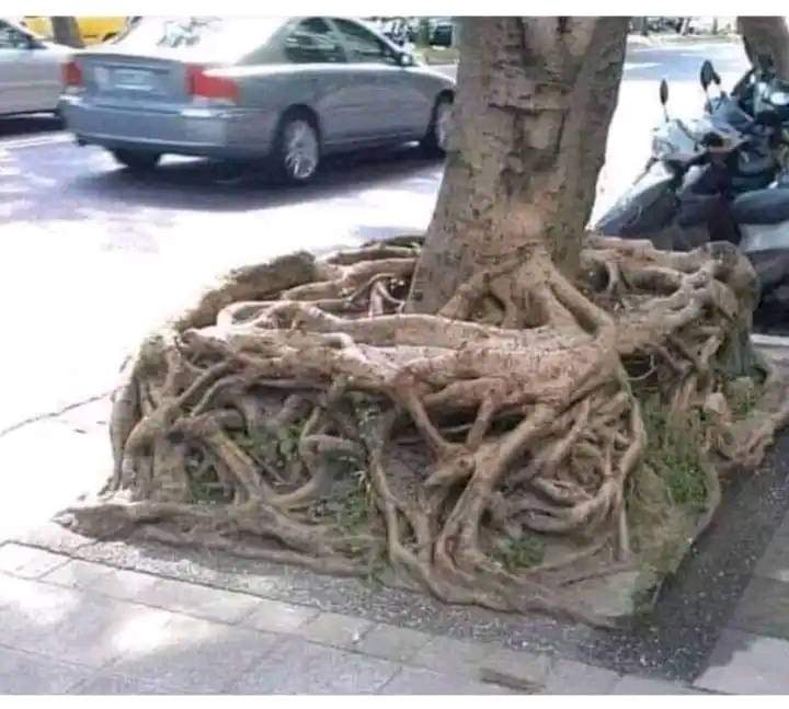 ToppsZAR's tweet photo. Square root https://t.co/lUWVD5rYZO