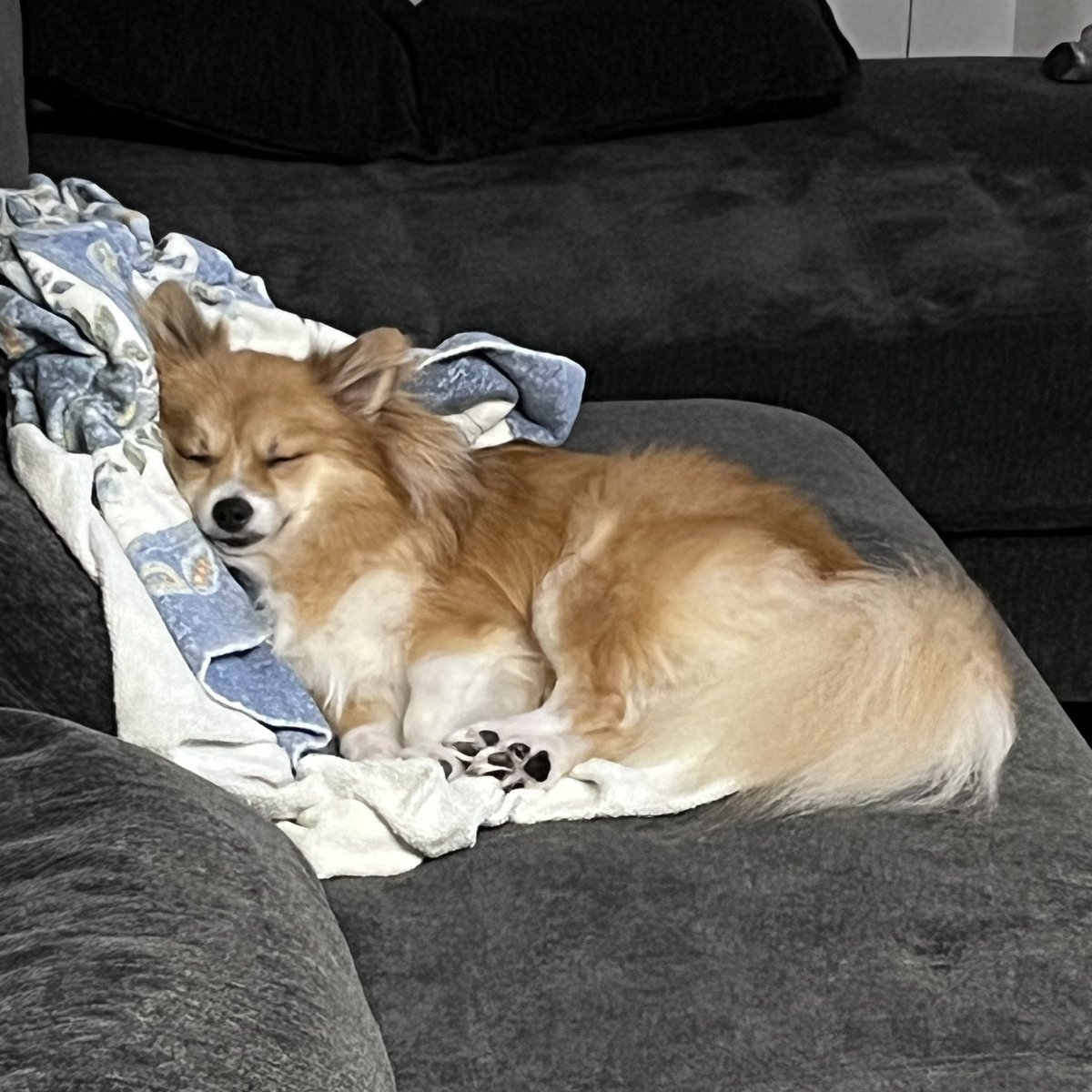 KNITatDAISY's tweet photo. 今日の熟睡わんこ
寄りかかるのが好きらしい
#チワポメ #ポメチワ #mix犬 #犬 #犬のいる暮らし https://t.co/8Gr7FYJJEl
