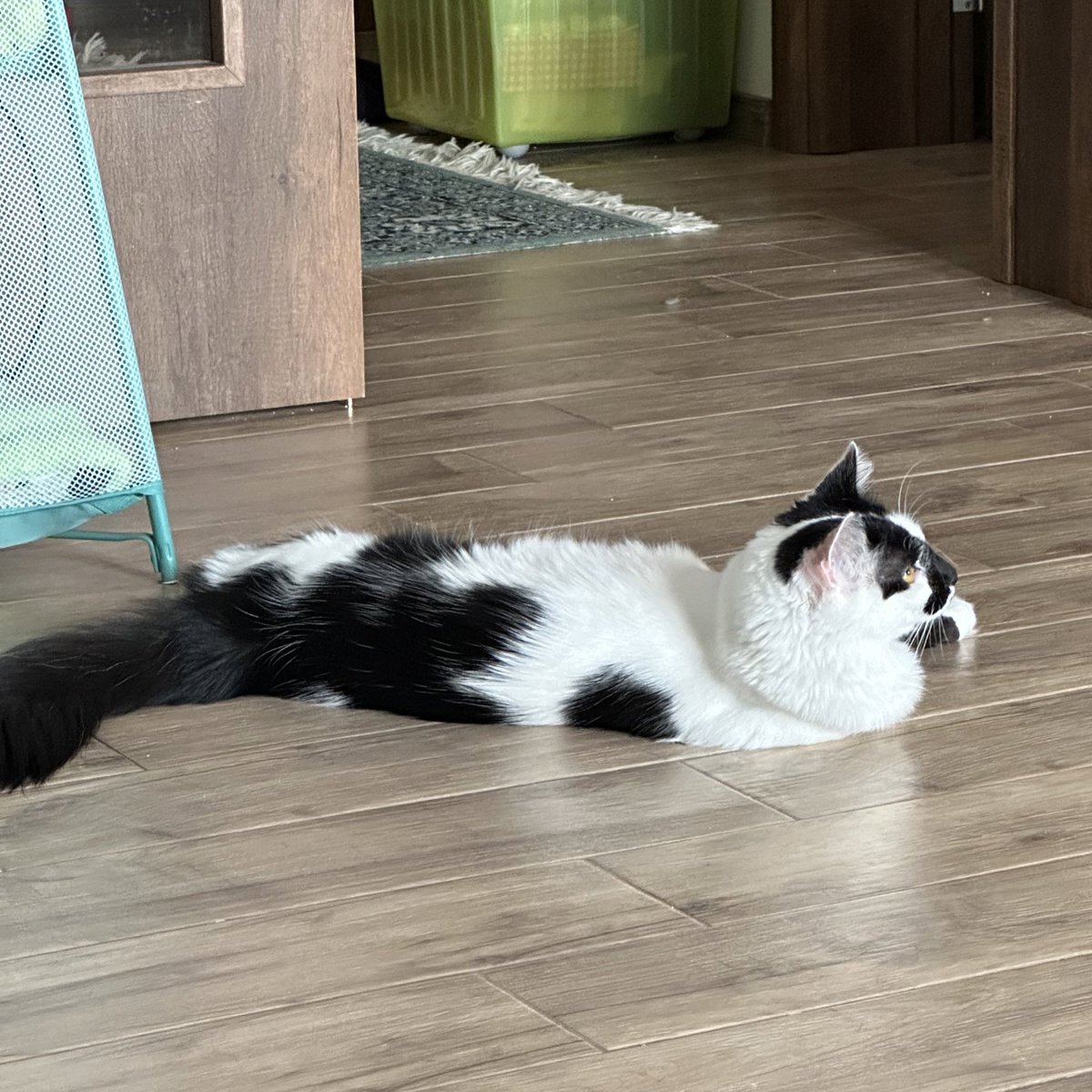 semka_the_kitty's tweet photo. Врат вратиште 😂 https://t.co/2xTbPY45AF