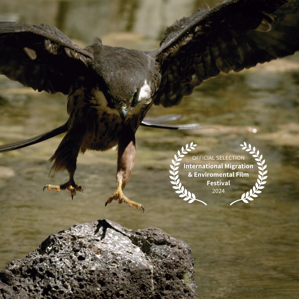 Muy satisfechos de anunciar que “Centinelas del Viento” ha sido seleccionado para el International Migration &amp; Environmental Film Festival en Toronto, Canadá. ¡A seguir volando! 🪶