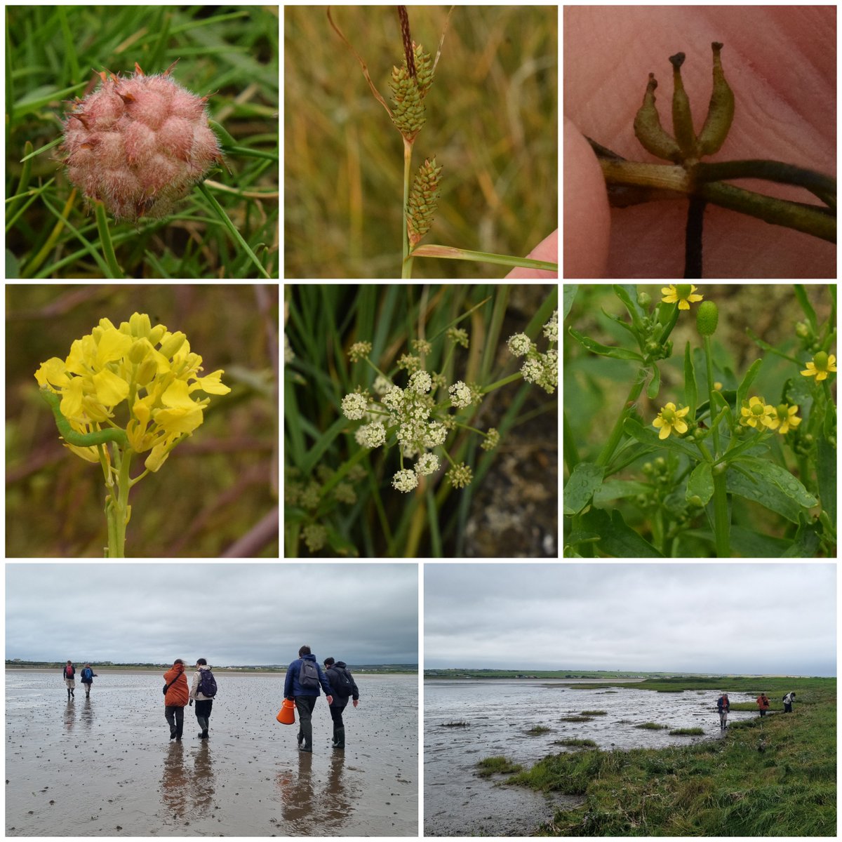Great day botanising around the Cashen Estuary as part of the BSBI #AquaticsPlantProject  The target was Eleocharis parvula, a species that is possibly extinct in Ire. No luck but lots of other fab plants incl Trifolium fragiferum, Apium graveolens, and Zannichellia palustris.