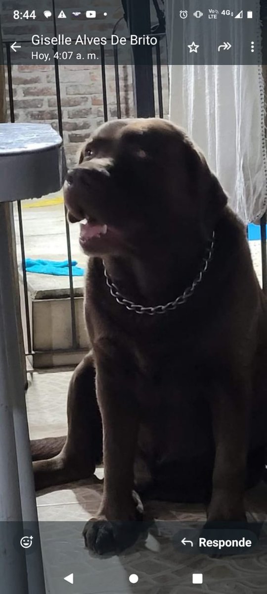 patripeyrou's tweet photo. URGENTE
Se perdió x perrando x favor si lo ven me avisan
1153375106 pato de longchamps si podés retenelo https://t.co/XbXpgRgVWQ