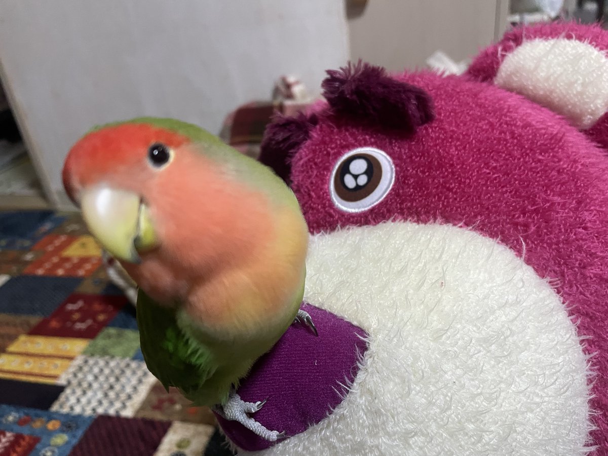TSUBASA6077's tweet photo. 【拡散希望】
コザクラインコ　カラーノーマルの迷子情報です

場所：東広島市西条町寺家
日時：24/08/05
名前：さくら
特徴：懐いておりすぐ肩にのってきます。体が緑で頭が赤いノーマルです

情報お持ちの方、下記までご連絡を
インスタアカウントmugimi96
情報拡散のご協力お願いします https://t.co/JxXfnH6kbU