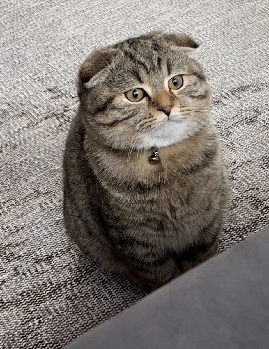 Kedi Sahiplendirme tweet media