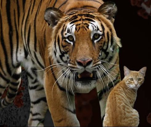 Thulas31081987's tweet image. When the bad and ugly stare at you together 😳
A case of concurrent Chronic Lymphocytic Leukemia and Acute Myeloid Leukemia 
#AML #CLL #Flowcytometry #FlowTCS2024
@ICCS_Education @drkunalsehgal @ananthvikas @DrArunCMC @LakshmiKoulmane @drdatari  @DrAnilHandoo @CytometryIndia