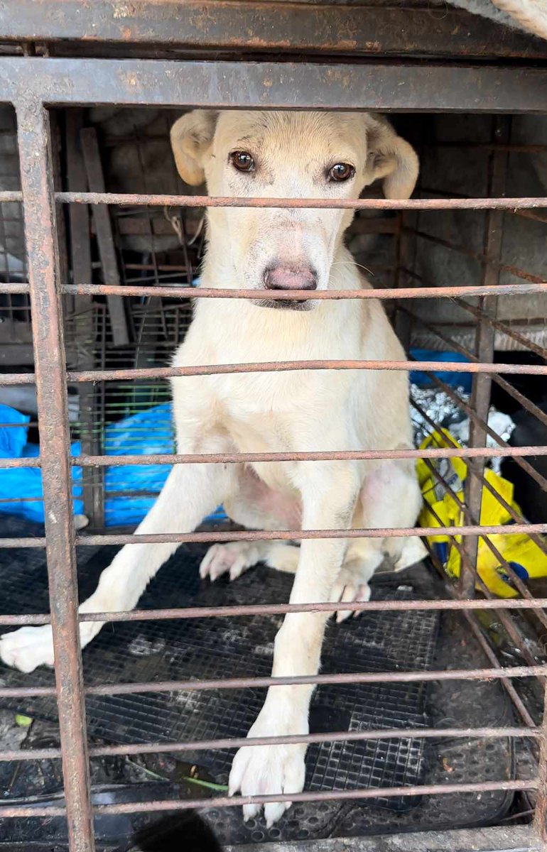 MiriMission's tweet photo. #TNR Update 
we have recently caught another 10 #streetdogs in #Egypt to be #spayed/#neutered but our fundraiser has stalled
It costs £32 per dog &amp; includes #rabies vaccination 

Pls help - TNR is VITAL 

#PayPal info@miraclesmission.org 
REF TNR10 

#dogs #dogsoftwitter #xdogs https://t.co/amdhn3dFoO