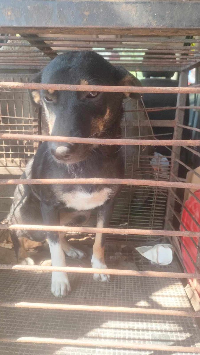 MiriMission's tweet photo. #TNR Update 
we have recently caught another 10 #streetdogs in #Egypt to be #spayed/#neutered but our fundraiser has stalled
It costs £32 per dog &amp; includes #rabies vaccination 

Pls help - TNR is VITAL 

#PayPal info@miraclesmission.org 
REF TNR10 

#dogs #dogsoftwitter #xdogs https://t.co/amdhn3dFoO