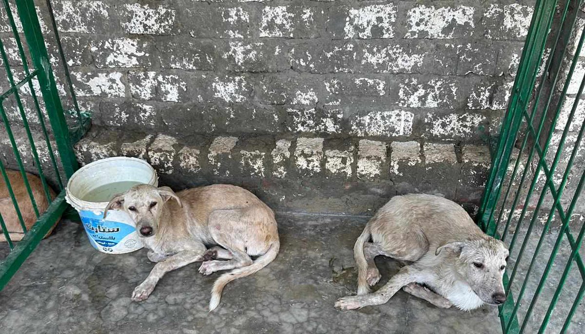 MiriMission's tweet photo. #TNR Update 
we have recently caught another 10 #streetdogs in #Egypt to be #spayed/#neutered but our fundraiser has stalled
It costs £32 per dog &amp; includes #rabies vaccination 

Pls help - TNR is VITAL 

#PayPal info@miraclesmission.org 
REF TNR10 

#dogs #dogsoftwitter #xdogs https://t.co/amdhn3dFoO