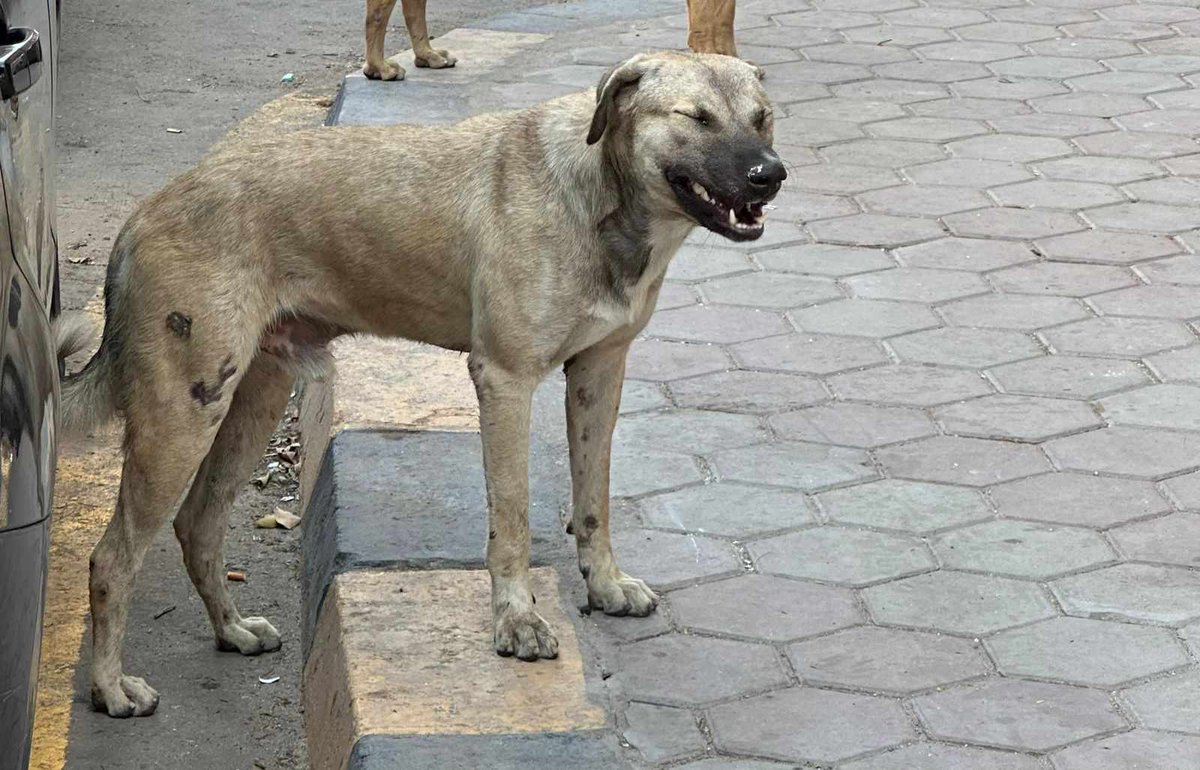 MiriMission's tweet photo. #TNR Update 
we have recently caught another 10 #streetdogs in #Egypt to be #spayed/#neutered but our fundraiser has stalled
It costs £32 per dog &amp; includes #rabies vaccination 

Pls help - TNR is VITAL 

#PayPal info@miraclesmission.org 
REF TNR10 

#dogs #dogsoftwitter #xdogs https://t.co/amdhn3dFoO