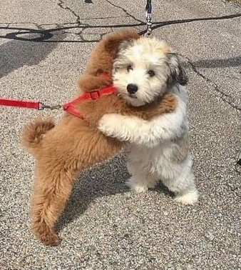 Thomas_ssbm tweet media