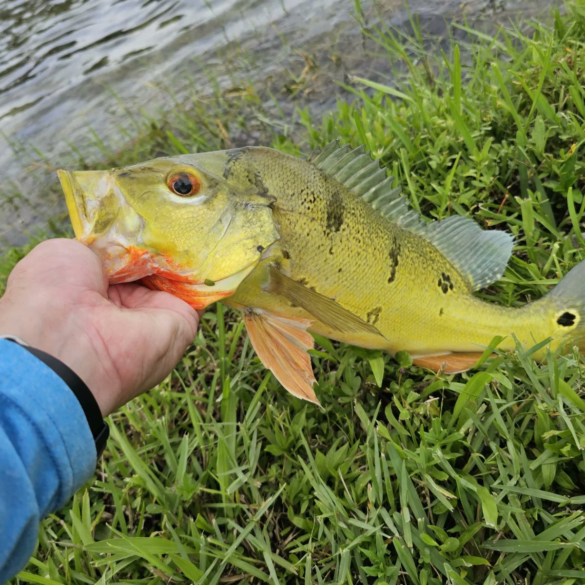 NicholasBeltr17's tweet photo. Right before the storm with a double bank fishing local spots. Yeah!!!!
#bankfishing #aftcofreshwater #peacockbassfishing #peacockbass #largemouthbass #bassfishing #naturephotos #outdoors #fishing #photography #freshwaterfishing ##miamifishing #beyondbraid #aftco https://t.co/rUgvrHn1p7