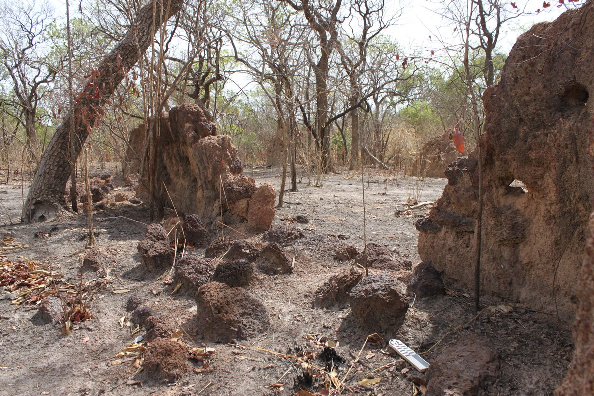 MAEASaMProject's tweet photo. Durant la traite atlantique, l’insécurité avait gagné certaines sociétés du Sénégal.  Pour se défendre contre l’esclavage, les communautés choisirent de protéger leurs villages par des fortifications, se matérialisant sur les paysages par de ruines de murs en pierres et en banco. https://t.co/SJPIE8osfn