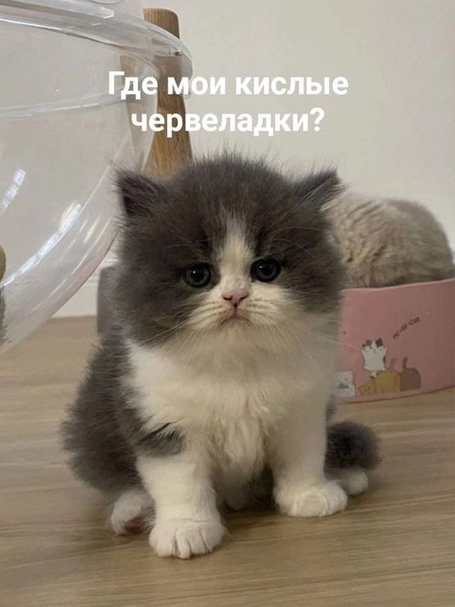 Gribanov ☢ ᓚᘏᗢ (@gribanov) on Twitter photo 