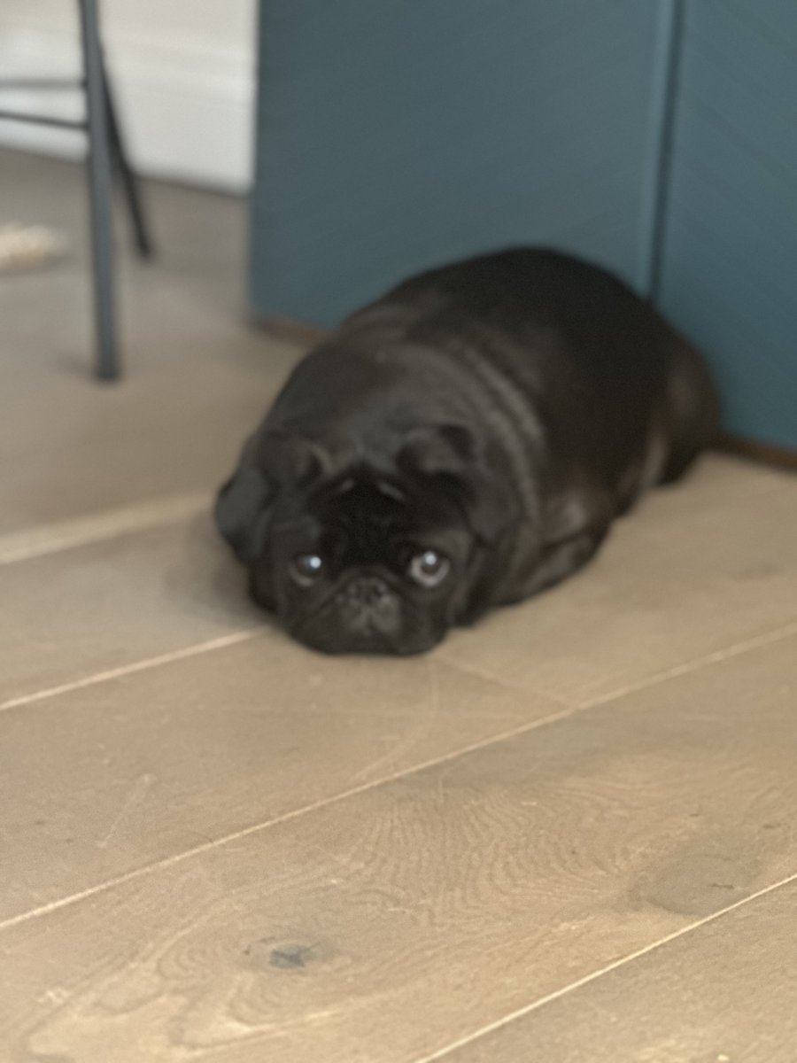 MTCREMOVALS's tweet image. Here’s a concise Twitter post for you:

Moving with pets? 🐶🐱 Discover our top tips to ensure a smooth transition for your furry friends. #PetMovingTips #HouseMove #MTCRemovals #MovingWithPets Read more:
mtcremovals.com/how-to-move-ho…