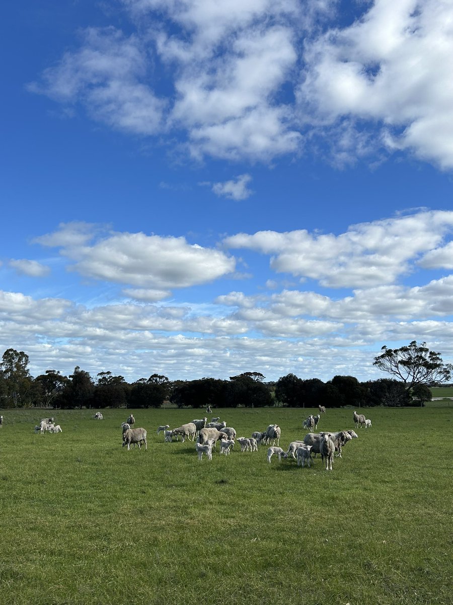 North Stirling Downs tweet media