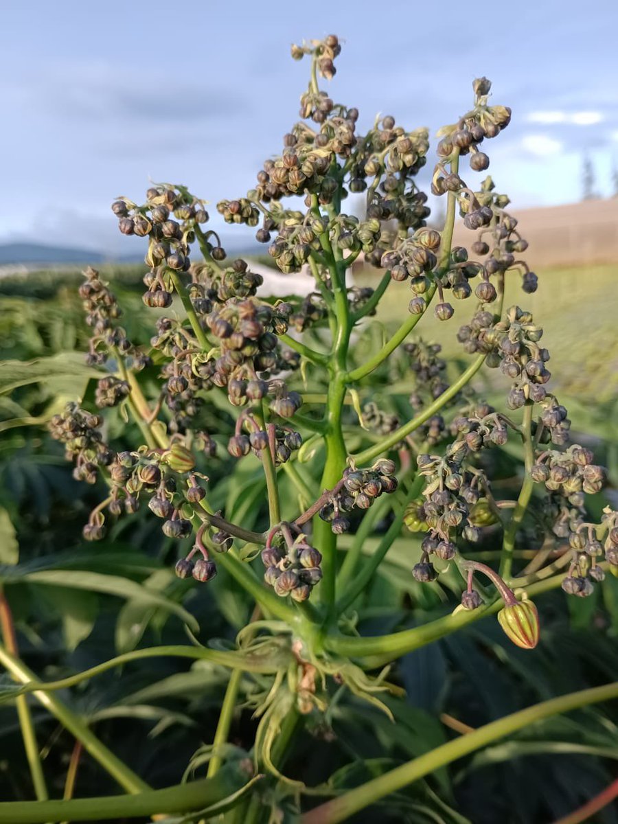Jonathan Newby (@jononewby) on Twitter photo ‘Pruning’ has been one of the innovations <a href="/BiovIntCIAT_eng/">Alliance of Bioversity International and CIAT</a> introduced to Vietnam 🇻🇳 to modernise cassava breeding & tackle disease. 🇻🇳 is now sharing resistant populations with partners in <a href="/ASEAN/">ASEAN</a> & #Africa.
<a href="/ACIARAustralia/">ACIAR</a> <a href="/AusAmbVN/">Gillian Bird 🇦🇺</a> @CGIARgenetic <a href="/IITA_CGIAR/">IITA</a> <a href="/NARO_NaCRRI/">NARO-NaCRRI-Namulonge</a> <a href="/USAID/">USAID</a> ‘Pruning’ has been one of the innovations <a href="/BiovIntCIAT_eng/">Alliance of Bioversity International and CIAT</a> introduced to Vietnam 🇻🇳 to modernise cassava breeding & tackle disease. 🇻🇳 is now sharing resistant populations with partners in <a href="/ASEAN/">ASEAN</a> & #Africa.
<a href="/ACIARAustralia/">ACIAR</a> <a href="/AusAmbVN/">Gillian Bird 🇦🇺</a> @CGIARgenetic <a href="/IITA_CGIAR/">IITA</a> <a href="/NARO_NaCRRI/">NARO-NaCRRI-Namulonge</a> <a href="/USAID/">USAID</a>