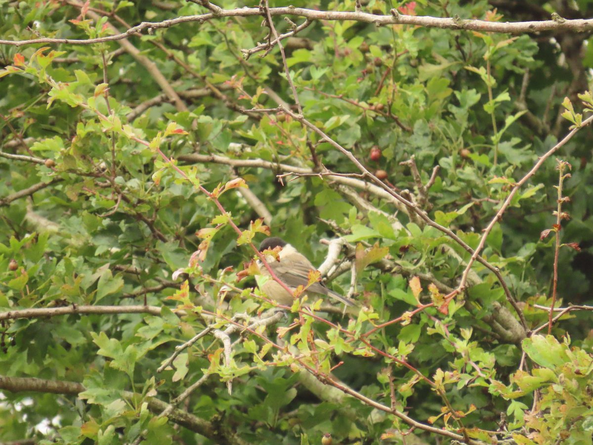 x (@robgilb) on Twitter photo Lordship lane
Green sandpiper still 3rd day
Park hall CP
4 Willow tit (1juv)
Juv green woodpecker
<a href="/Staffsbirdnews/">Staffs Bird News</a>
#localbigyear Lordship lane
Green sandpiper still 3rd day
Park hall CP
4 Willow tit (1juv)
Juv green woodpecker
<a href="/Staffsbirdnews/">Staffs Bird News</a>
#localbigyear