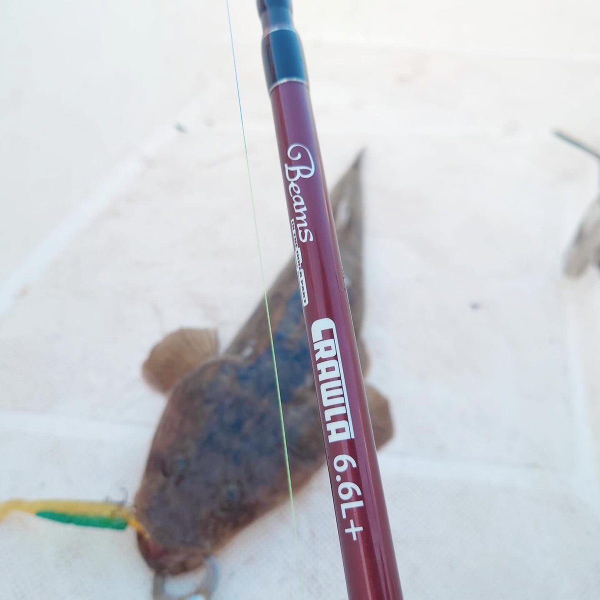 BlueHazefishing's tweet photo. 仲良し親子がマゴチ狙いで来てくれました😊息子さんにvalleyhillのロッド、 baydriveBOATMAGOCHI、ルアーはスワープダートシャッドを使ってもらうと、なんとマーゴンGET🤩お父さんもfishmanのベイトタックルで良型のマゴチGET🤩
#valleyhill #baydrive #スワープダートシャッド #fishman #ブルーヘイズ https://t.co/75NAM1VBfi