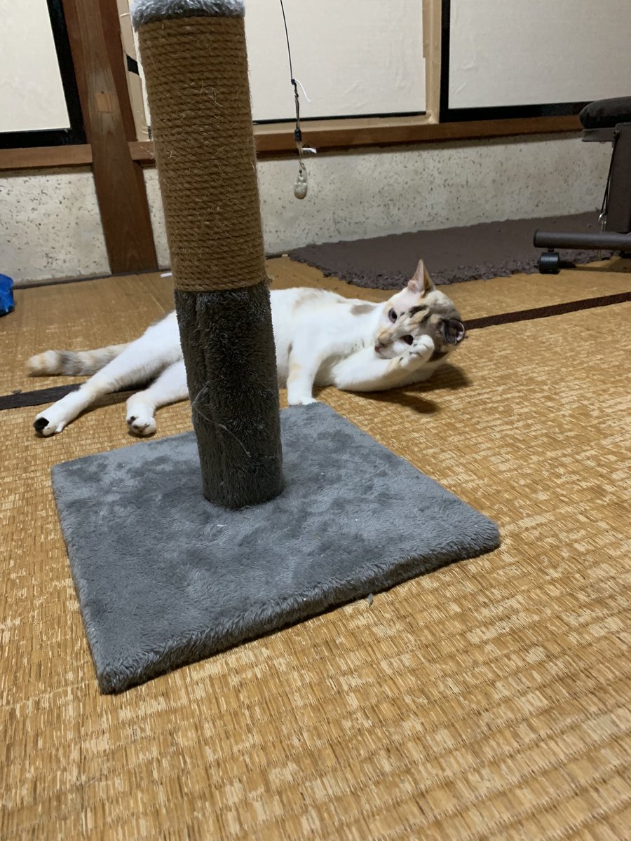 ミキも冷房で幸せ