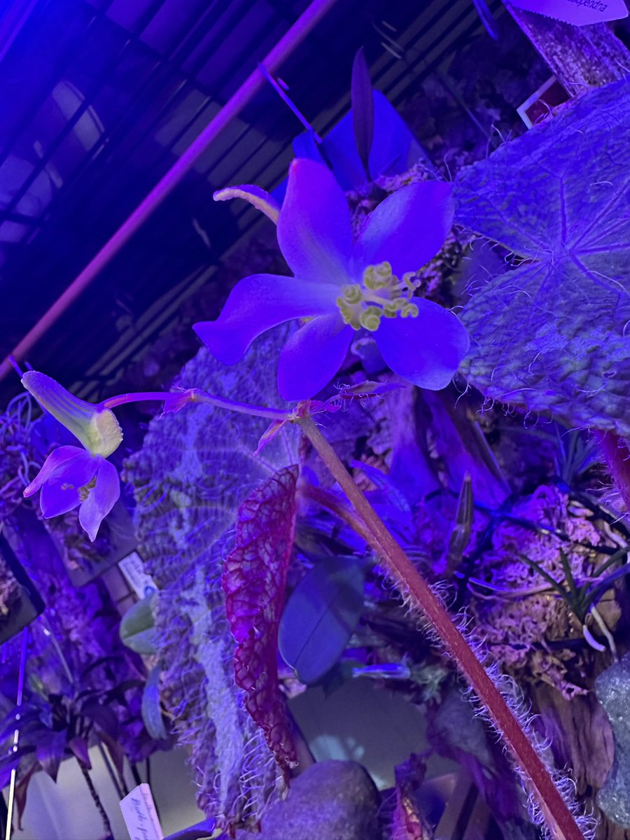 sk_plants's tweet photo. ベゴニア きれい
#Begonia #sizemoreae https://t.co/08SIFaMXow
