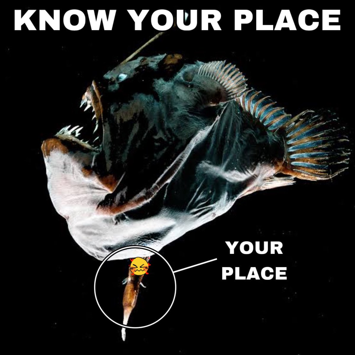 AndromedaDead's tweet image. I see all you subby little bottom’s out there 🥰