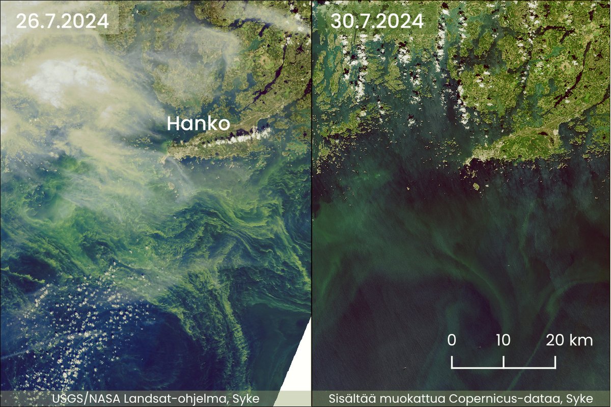 Tuulinen ja sateinen sää on vähentänyt satelliittien havaitsemia Suomenlahden #sinilevä'lauttoja merkittävästi. 
#Sentinel-2 #Landsat-9 #Suomenlahti 
tarkka.syke.fi/eo-tarkka/map/…