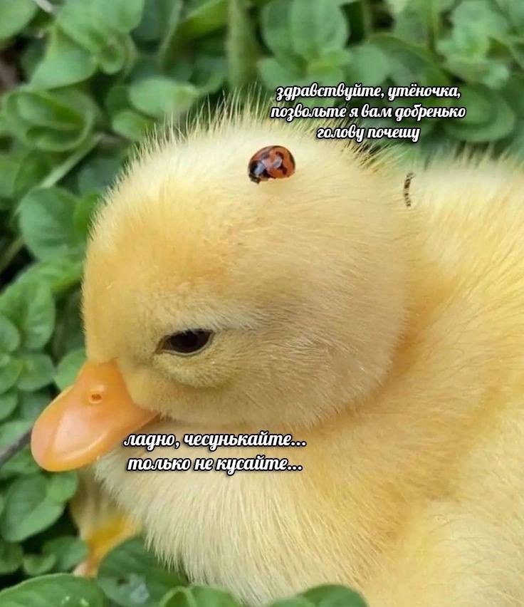 kXIQ7U7OC8nsGnC's tweet image. 