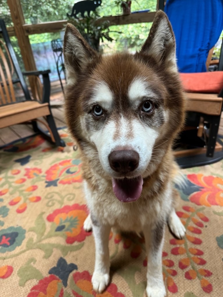 woofpackpetcare's tweet image. Sooo Monday we meet again...

#Mondayvibes #DogsonTwitter #DogsoX