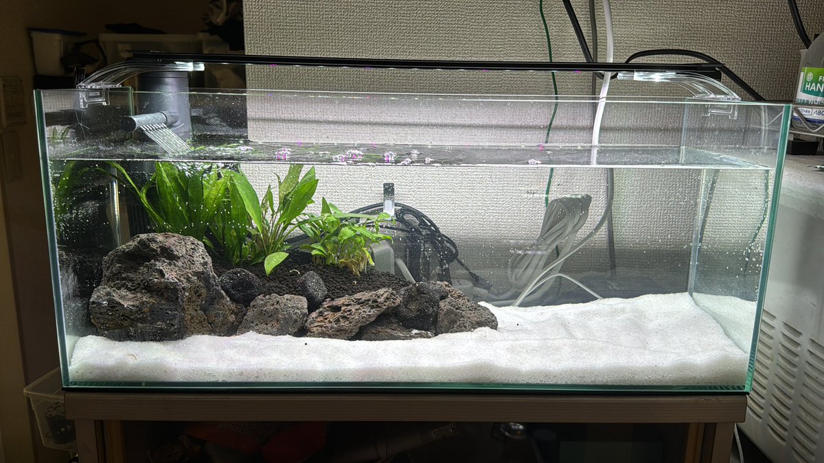 #アクアリウム

水槽立ち上げただけ
何を入れようかね 
砂はネイチャーの方が好みだったかな

グラステリアスリム600
プラチナソイル
コトブキ工芸 フラットLED600
水草
　ソードリーフ
　ハーディリーフ
　ペッチー
　トロピカ
　ウェンティグリーン
　グラブラ