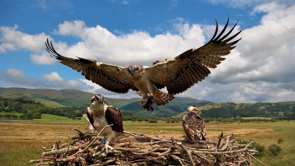 Dyfi Osprey Project tweet media