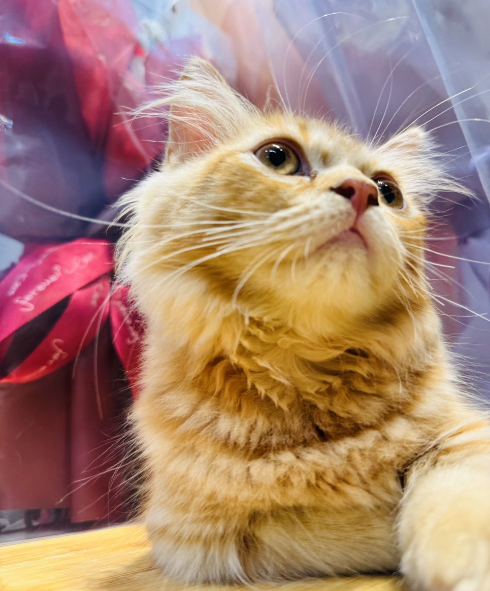 今天也盯著人類好好工作💼