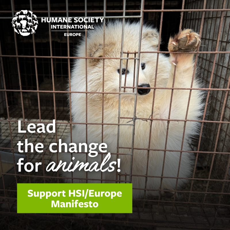 humaneworldeu's tweet photo. The European Parliament adopts laws that affect everyone, including animals on farms, in labs or the wild 🇪🇺🐾Join our call to advance animals’ welfare and protection in the EU and beyond. 💪 Endorse our key animal welfare priorities. 👉 https://t.co/OE0OkI73bo