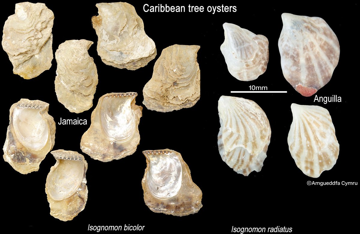 These 2 species of Caribbean tree oysters have washed ashore attached to floating plastics on British and Irish beaches. I. radiatus is much prettier with its candy stripes and is a much rarer find.