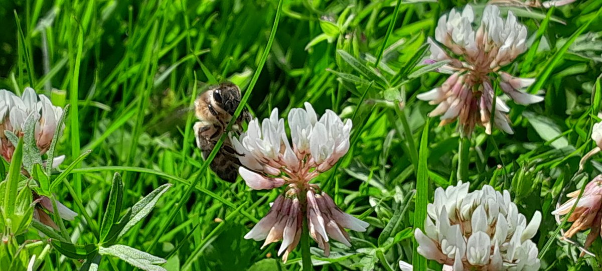One of the girls working the clover.
 🐝🐝🌸
#staxofwaxltd #cloverhoney #honeybee