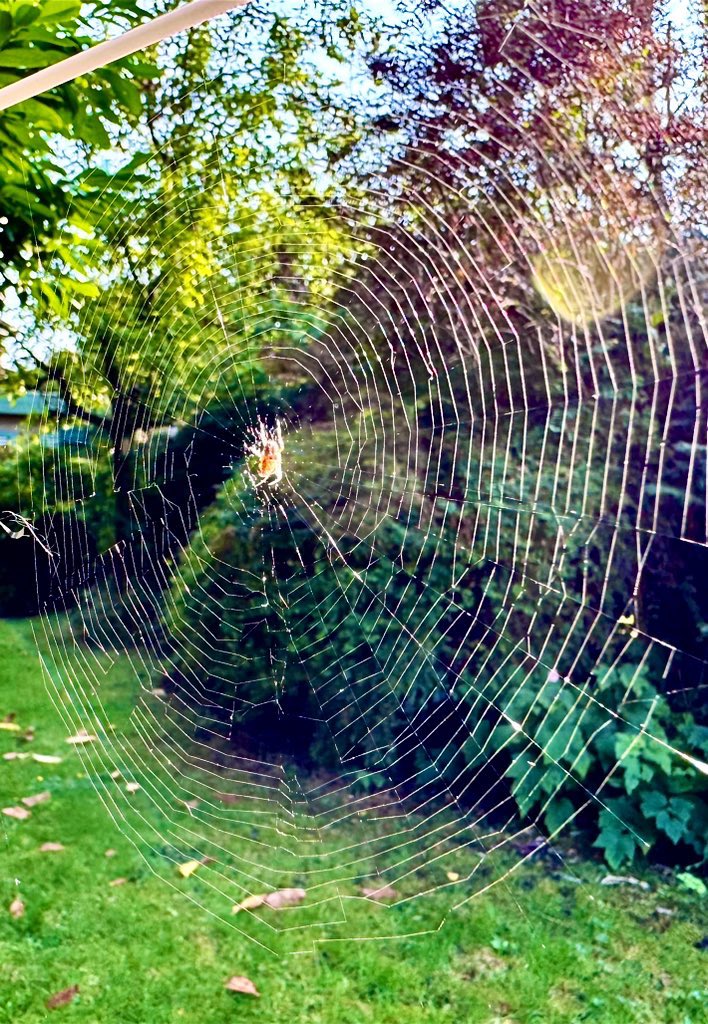 LeDyslexicPhoto's tweet photo. Hanging out with nature 🕷️🕸️
#postoncall #naturephotography #iphonephotography #iphotography #iphoto #spider https://t.co/i1bCN9WeXS